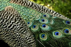 peacock 3